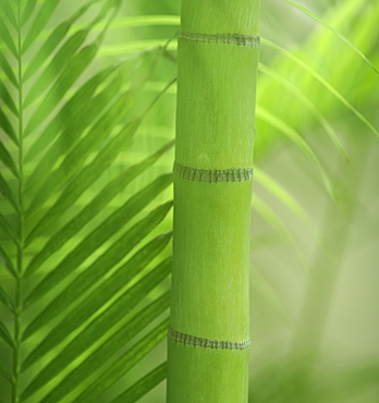 Closeup of bamboo shoot