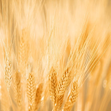 Closeup of wheat