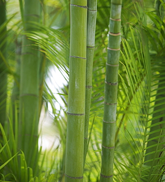 Closeup of bamboo shoots