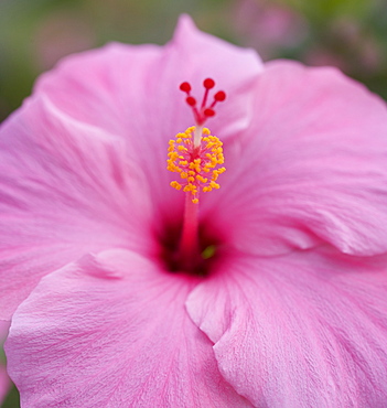 Closeup of hibiscus flower