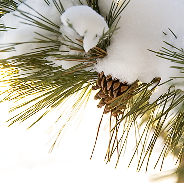 Closeup of snowy branch with pinecones