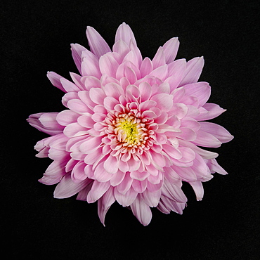 Pink Chrysanthemum on black background