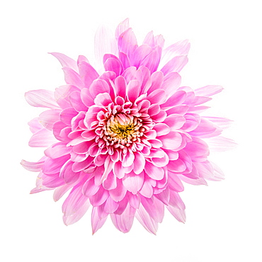 Pink Chrysanthemum on white background