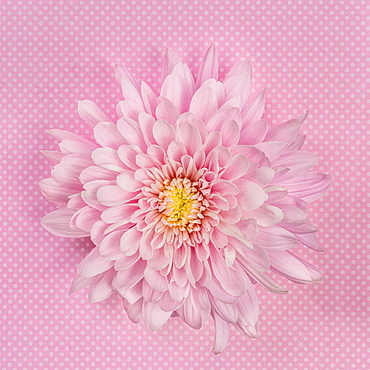 Pink Chrysanthemum on pink background