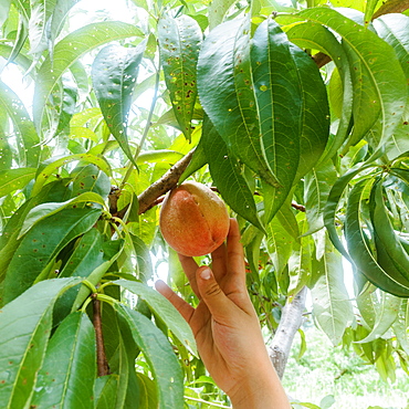 Close-up of girls (8-9) hand picking peach from tree in orchard