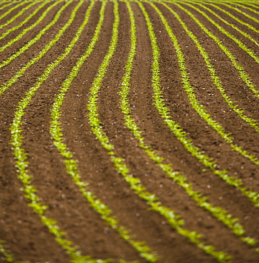 France, Rocroi, Field with growing vegetables, France, Rocroi