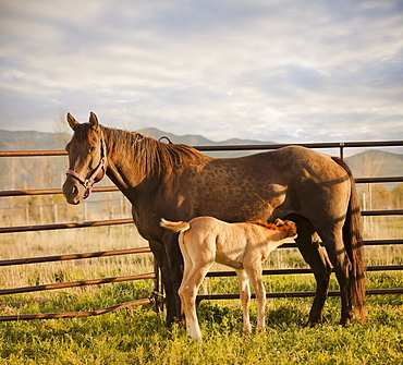 USA, Utah, Lehi, Foal with mother