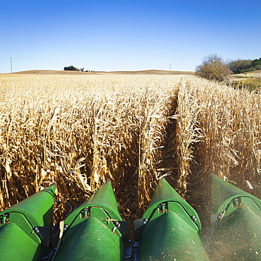 USA, Iowa, Latimer, Combine harvester harvesting corn