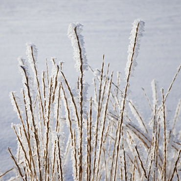 Frost on grass