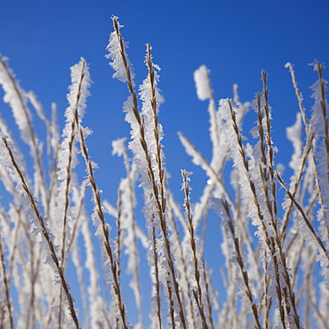 Frost on grass