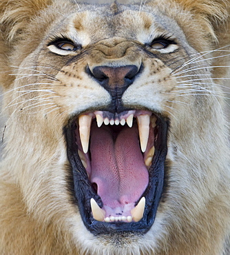 Close up of lion growling