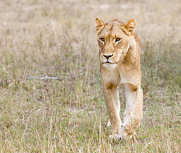 Female lion walking in field