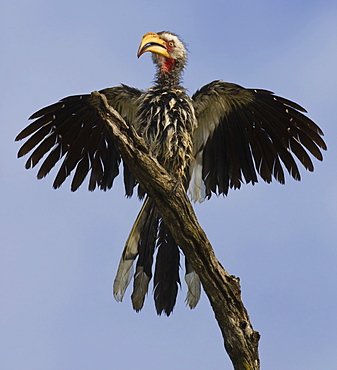 Bird spreading wings