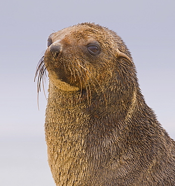 Close up of South African Fur Seal, Namibia, Africa