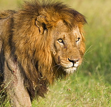 Close up of male lion, Greater Kruger National Park, South Africa