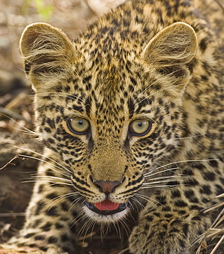 Close up of Leopard, Greater Kruger National Park, South Africa