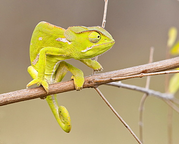 Chameleon on branch, Greater Kruger National Park, South Africa