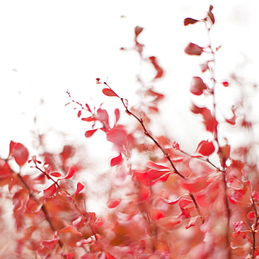 Autumn foliage on foggy background