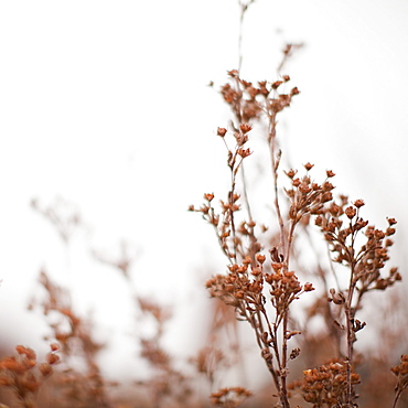 Autumn foliage on foggy background