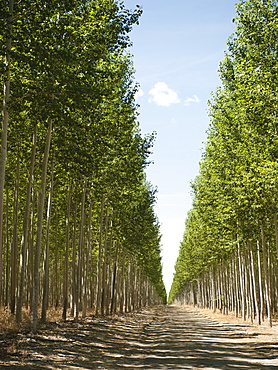 USA, Oregon, Boardman, Orderly rows of poplar trees in tree farm