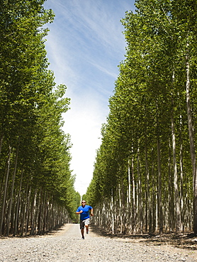 USA, Oregon, Boardman, Man running between rows of poplar trees in tree farm