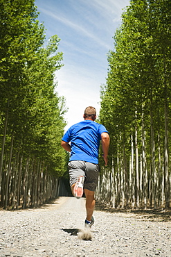 Man running between rows of poplar trees in tree farm