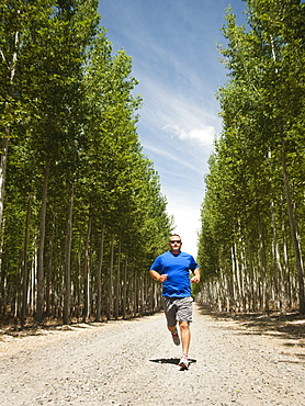 Man running between rows of poplar trees in tree farm