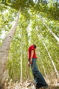 USA, Oregon, Boardman, Boy (8-9) standing between poplar trees in tree farm