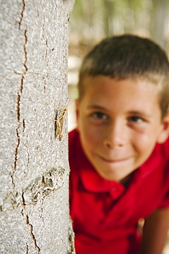 Boy (8-9) playing seekand hide between poplar trees in tree farm