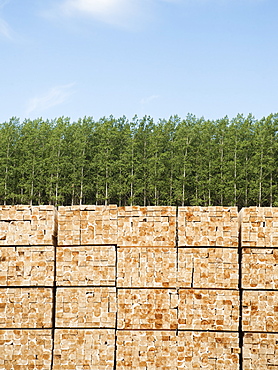 Orderly stack of timber in tree farm