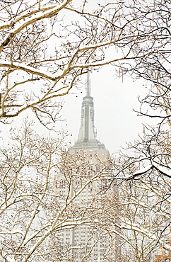 Snow covered tree branches, Empire State Building in background