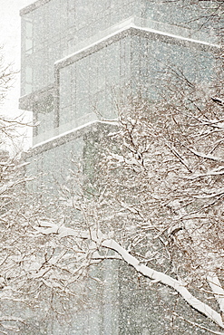 Snow covered tree branches, office building in background