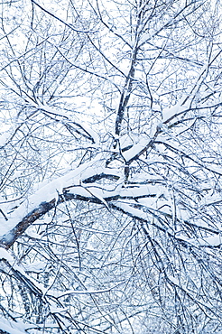 Snow covered tree branches