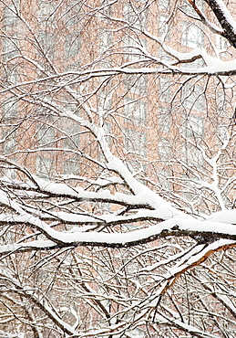 Snow covered tree branches, apartment building in background