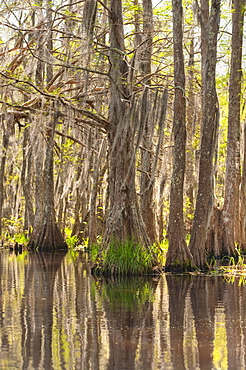 Honey Island Swamp in White Kitchen Nature Preserve