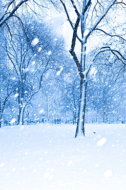 Snow falling on trees