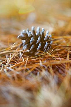 Pinecone