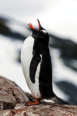 Screaming penguin, Antarctic Peninsula, Antarctica