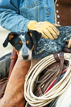 Cowboy and dog on horse