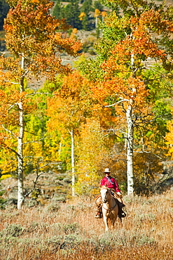 Horseback rider