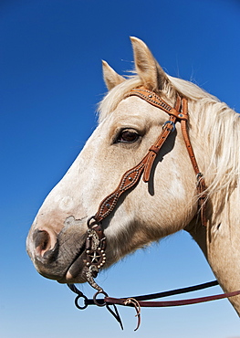 Close-up of Horse's head