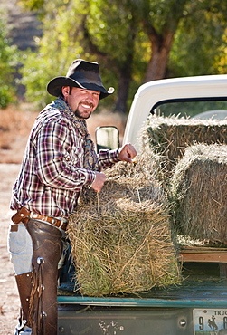 Cowboy lifting bales of hay