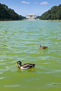 Ducks swimming