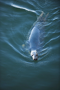 Harbor seal