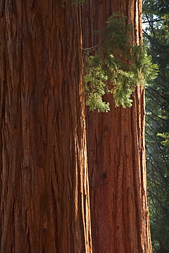 A forest of trees