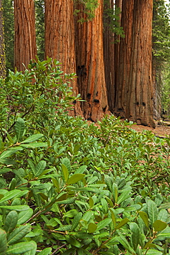 A forest of trees