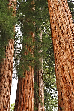 A forest of trees