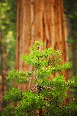 A forest of trees