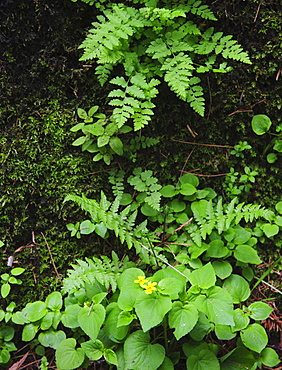 Leaves