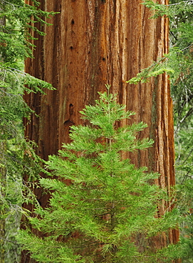 A forest of trees